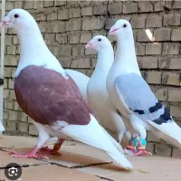 گمشده کبوتر نامور