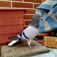 پرنده.کبوتر|پرنده|آباده, |دیوار