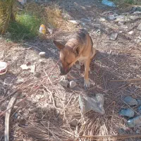 سگ ژرمن|سگ|حاجی آباد, |دیوار