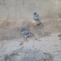 فروش چهارتا سبز پولکی و خط دار