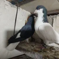 کبوتر سیاهپوش