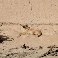 واگذاری پژدر و سرابی