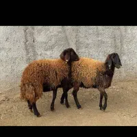 بره و میش داشتی