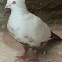 گبوتر|پرنده|میناب, |دیوار