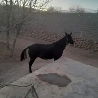 مادیان ۳ سال|اسب و تجهیزات اسبسواری|گندمان, |دیوار