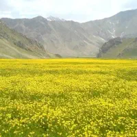 فروش-فوری-زمین-با-موقعیت-عالی-جاده-لار-گراش