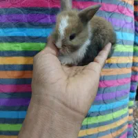 خرگوش لوپ|موش و خرگوش|بندرعباس, |دیوار