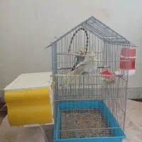 هلندی عروس