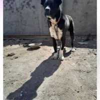 سگ‌گم‌شده