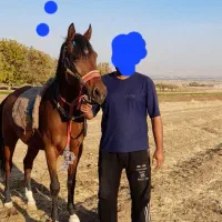 مادیان کره تیام لرستان