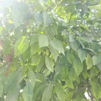 کار منزل