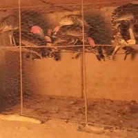 بوقلمون فروشی