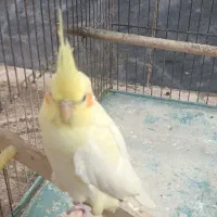 عروس هلندی