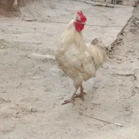 خروس محلی کاکلی 1200