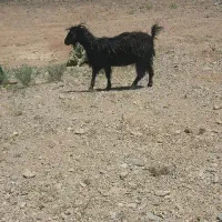شیرمو زاییده