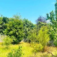 ویلا با ۱۰۰۰ متر زمین سند تک برگ/سرسبز /درختکاری|فروش خانه و ویلا|فومن, |دیوار