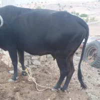 گاو و گوساله نر