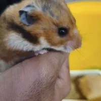 همستر قهوه ای رنگ وبچه همستر یک ماه آماده دستی شدن