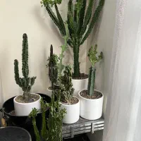 گل کاکتوس همراه گلدان