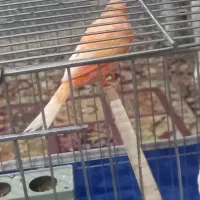 قناری ردفاکتور برفی اصل|پرنده|اردبیل, |دیوار