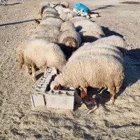 گوسفند داشتی جوان