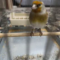 سهره قناری دستی|پرنده|اندیشه, اندیشه فاز ۲|دیوار