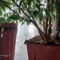 گل بنجامین|گل و گیاه طبیعی|تهران, تهران‌ویلا|دیوار