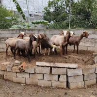 بره گوسفند ۱۰ تا|حیوانات مزرعه|قائمشهر, |دیوار