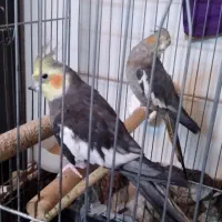 دوعدد عروس هلند سخن گو بایک عد مینای سخنگو|پرنده|تهران, شهرک رضویه|دیوار