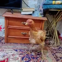 مرغ و خروس|حیوانات مزرعه|چابهار, |دیوار