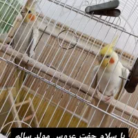 دو جفت عروس مولد|پرنده|شبانکاره, |دیوار