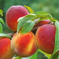 نهالستان ایران سبزنهال|گل و گیاه طبیعی|میاندوآب, |دیوار