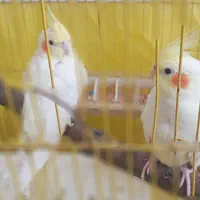 دو عروس هلندی لوتینو نر و ماده