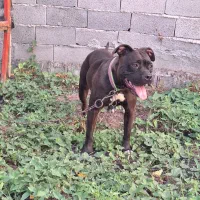 پیت بول استافورد شایر