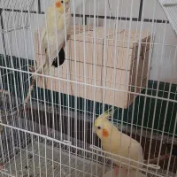 عروس هلندی