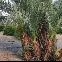 فروش پاجوش خرمای زاهدی (فسیل)