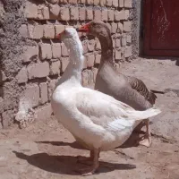 غاز ماده|حیوانات مزرعه|ساوه, |دیوار