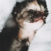 گربه