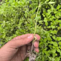 نشا گوجه فرنگی و بادمجان