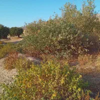 زمین فروشی