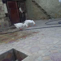 ۲عددقاز|حیوانات مزرعه|مریوان, |دیوار