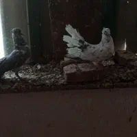 کبوتر دم چتری|پرنده|مشگین شهر, |دیوار