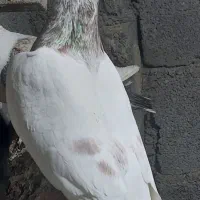 کبوتر|پرنده|چغادک, |دیوار