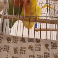 طوطی برزیلی