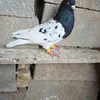 کبوتر کله سیاه