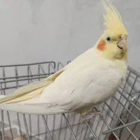 عروس هلندی ماده یه ساله