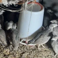 جوجه 50 روزه مطابق عکس|حیوانات مزرعه|قائن, |دیوار