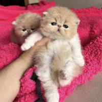 گربه اسکاتیش/اگزوتیک/بریتیش/پرشین