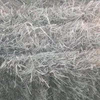 خوراک دام