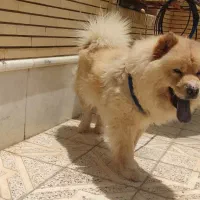 سگ چاو چاو ماده